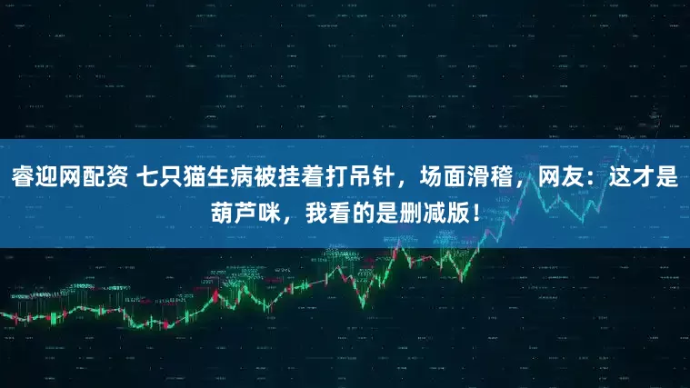 睿迎网配资 七只猫生病被挂着打吊针，场面滑稽，网友：这才是葫芦咪，我看的是删减版！